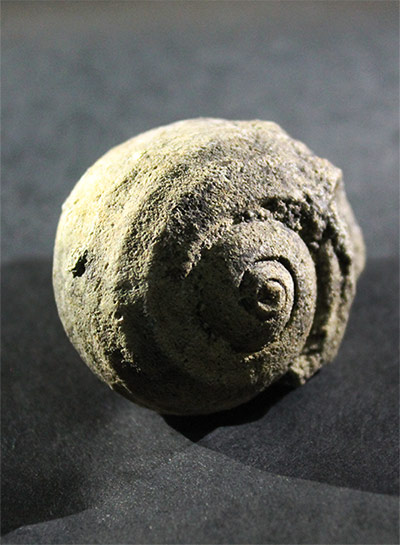Snail fossil